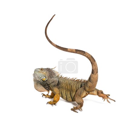 Photo for Green iguana striking with its tail to defend itself by whipping its opponent, Iguana iguana, isolated on white - Royalty Free Image