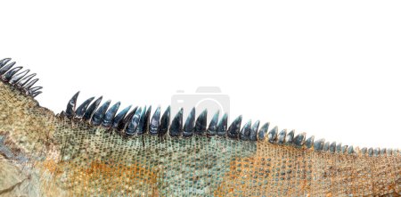 Photo for Close-up of the skin and dorsal crest of a Rhinoceros iguana, Cyclura cornuta, isolated on white - Royalty Free Image