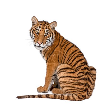 Téléchargez les photos : Portrait de Tigre du Bengale, 1 an, assis devant fond blanc, plan studio, Panthera tigris tigri - en image libre de droit
