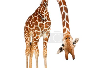 somalische Giraffe, allgemein bekannt als Netzgiraffe, Giraffa camelopardalis reticulata, zweieinhalb Jahre alt, steht vor weißem Hintergrund