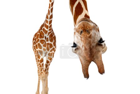 somalische Giraffe, allgemein bekannt als Netzgiraffe, Giraffa camelopardalis reticulata, zweieinhalb Jahre alt, steht vor weißem Hintergrund