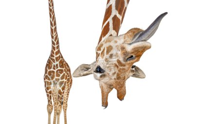 Téléchargez les photos : Portrait d'une girafe drôle et mignonne à l'envers en sortant la langue ; tête baissée. avec un effet de perspective rétrécissant le corps qui crée beaucoup de profondeur, isolé sur blanc - en image libre de droit