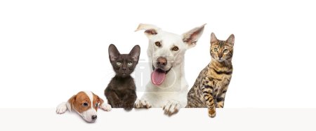 Photo for Group of pets leaning together on a empty web banner to place text.   Cats and dogs - Royalty Free Image