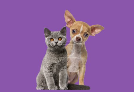 Foto de Chihuahua cachorro y británico taquigrafía gatito, gato y perro, sentado sobre un fondo púrpura y mirando a la cámara. - Imagen libre de derechos