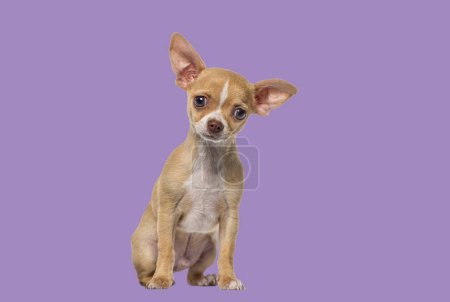 Photo for Small tan and white short haired Chihuahua puppy, dog puppy , 3 months old, purple backgroung - Royalty Free Image