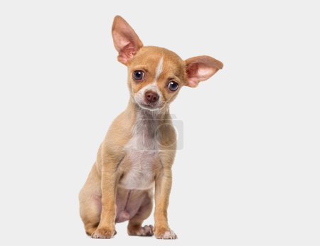 Photo for Little young short haired Chihuahua puppy, 3 months old, isolated on grey - Royalty Free Image