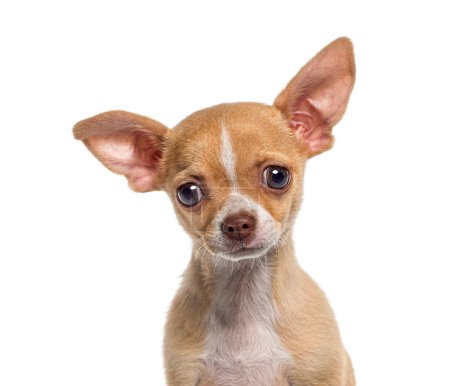 Téléchargez les photos : Têtes chaudes d'un petit chiot chihuahua à poil court, chiot chien, 3 mois, isolé sur blanc - en image libre de droit
