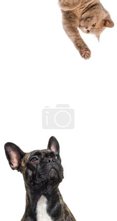 Photo for Cute cat and dog looking the center of a vertical web banner with empty blank  place for text, web banner - Royalty Free Image