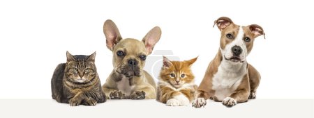 Foto de Grupo de perros y gatos apoyados juntos en un banner web vacío para colocar texto. - Imagen libre de derechos