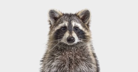 Photo for Head shot of a young Raccoon facing at the camera, on grey background - Royalty Free Image