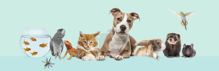Foto de Grupo de mascotas apoyadas juntas en un banner web vacío para colocar texto. Gatos, perros, conejos, hurones, roedores, peces, reptiles, aves - Imagen libre de derechos