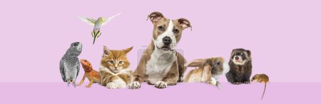 Foto de Grupo de mascotas apoyadas juntas en un banner web vacío para colocar texto. Gatos, perros, conejo, hurón, roedor, reptil, pájaro, aislado en rosa - Imagen libre de derechos