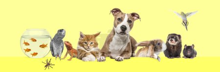 Foto de Grupo de mascotas apoyadas juntas en un banner web vacío para colocar texto. Gatos, perros, conejos, hurones, roedores, reptiles, aves - Imagen libre de derechos