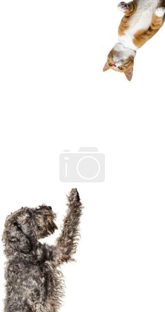 Foto de Lindo gato y perro mirando el centro de una pancarta web vertical con espacio en blanco vacío para el texto, pancarta web - Imagen libre de derechos