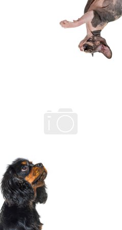 Téléchargez les photos : Mignon chat et chien regardant le centre d'une bannière web verticale avec place vide pour le texte, bannière web - en image libre de droit