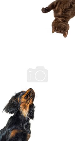Photo for Cute cat and dog looking the center of a vertical web banner with empty blank  place for text, web banner - Royalty Free Image