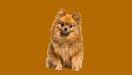 Photo for Red Pomeranian dog sitting in front, isolated on white - Royalty Free Image