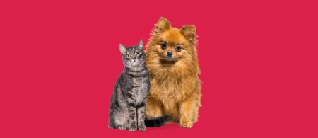 Photo for Portrait of a dog and a cat, tabby cat and Pomeranian dog sitting together, looking at the camera, isolated on red - Royalty Free Image
