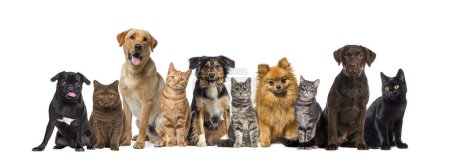 Group of pets, cats and dogs sitting in a raw and looking at the camera, isolated on white