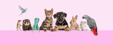 Foto de Grupo de mascotas apoyados juntos en la parte superior de un banner web vacío para colocar el texto. Gatos, perros, conejo, hurón, roedor, reptil, pájaro, aislado en rosa - Imagen libre de derechos