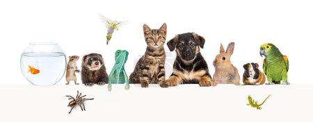 Photo for Group of pets leaning together on a empty web banner to place text.   Cats, dogs, rabbit, ferret, rodent,  fish, reptile, bird - Royalty Free Image