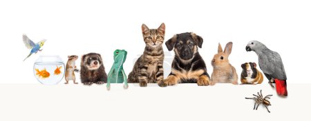 Photo for Group of pets leaning together on a empty web banner to place text.   Cats, dogs, rabbit, ferret, rodent,  fish, reptile, bird - Royalty Free Image