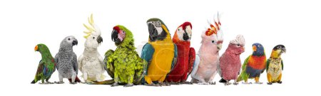 Foto de Gran grupo de diferentes aves de compañía exóticas, loros, periquitos, guacamayos en una fila, aislados en blanco - Imagen libre de derechos