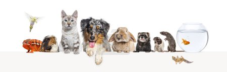 Photo for Group of pets leaning together on a empty web banner to place text.   Cat, dog, rabbit, ferret, rodent,  fish, reptile, bird, rats - Royalty Free Image