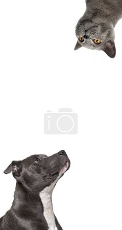Foto de Lindo gato y perro mirando el centro de una pancarta web vertical con espacio en blanco vacío para el texto, pancarta web - Imagen libre de derechos