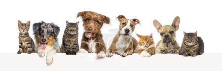 Foto de Grupo de mascotas juntas, gatos y perros, encima de un banner web vacío para colocar texto. - Imagen libre de derechos