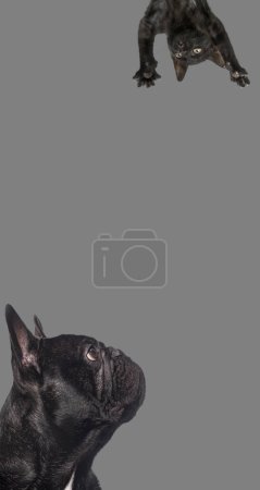 Photo for Cute cat and dog looking the center of a vertical web banner with empty blank  place for text, web banner, grey background - Royalty Free Image