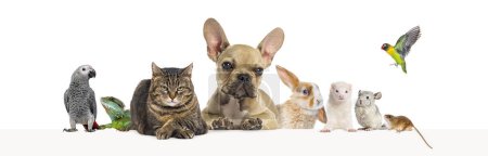 Photo for Group of pets leaning together on a empty web banner to place text.   Cats, dogs, rabbit, ferret, rodent, reptile, bird - Royalty Free Image