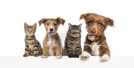 Téléchargez les photos : Groupe de chiens et chats penchés ensemble sur une bannière vide pour placer le texte. - en image libre de droit