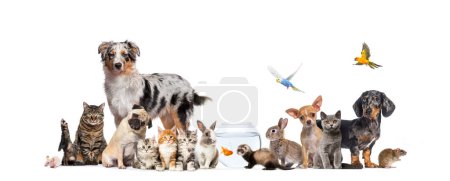 Photo for Group of pets posing Cats and dogs; dog, cat, ferret, rabbit, fish, rodent bird, rabbit, isolated on white - Royalty Free Image