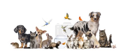 Groupe d'animaux de compagnie posant Chats et chiens ; chien, chat, furet, lapin, poisson, oiseau rongeur, lapin, isolé sur blanc