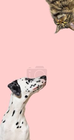 Foto de Lindo gato y perro mirando el centro de una pancarta web vertical con espacio en blanco vacío para el texto, pancarta web, fondo rosa - Imagen libre de derechos