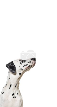 Foto de Lindo perro dálmata arriba, banner web vertical con espacio en blanco vacío para el texto, banner web - Imagen libre de derechos