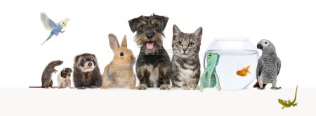 Photo for Group of pets leaning together on a empty web banner to place text.   Cats, dogs, rabbit, ferret, rodent,  fish, reptile, bird, rat - Royalty Free Image