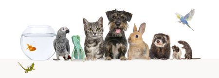 Foto de Grupo de mascotas apoyadas juntas en un banner web vacío para colocar texto. Gatos, perros, conejos, hurones, roedores, reptiles, aves - Imagen libre de derechos