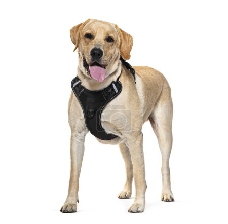 Téléchargez les photos : Labrador Retriever Haletant et portant un harnais pour chien, isolé sur blanc - en image libre de droit