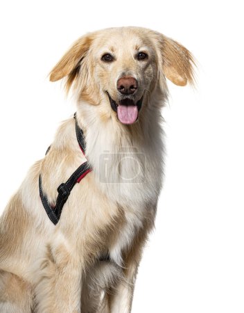Téléchargez les photos : Tête d'un Hovawart haletant portant un harnais pour chien - en image libre de droit