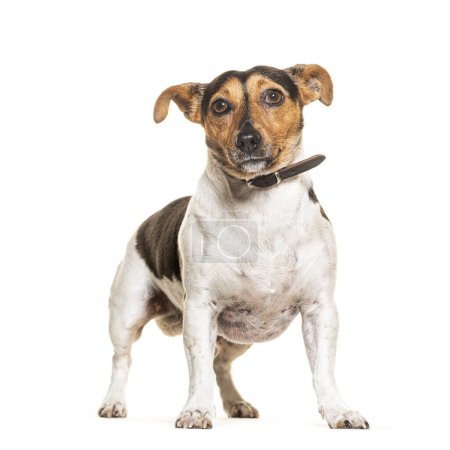 Foto de Jack Russel Terrier de pie, con un collar, aislado en blanco - Imagen libre de derechos