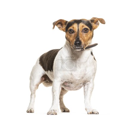 Téléchargez les photos : Jack Russel Terrier debout, portant un collier, isolé sur blanc - en image libre de droit