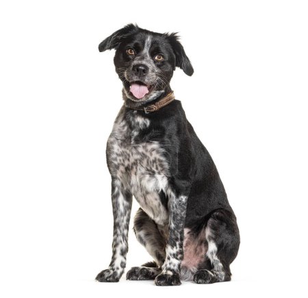 Foto de Mestizo perro jadeando con un collar, aislado en blanco - Imagen libre de derechos