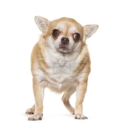 Téléchargez les photos : Vieux chien bâtard, isolé sur blanc - en image libre de droit