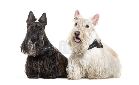 Téléchargez les photos : Deux Scottish Terrier portant un harnais, isolés sur blanc - en image libre de droit