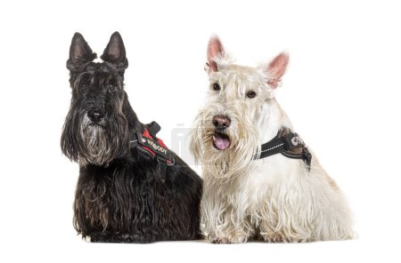 Téléchargez les photos : Deux Scottish Terrier portant un harnais, isolés sur blanc - en image libre de droit