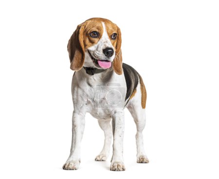 Photo for Beagle Panting wearing a collar, isolated on white - Royalty Free Image