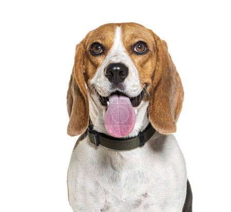 Téléchargez les photos : Beagle Haletant portant un collier, isolé sur blanc - en image libre de droit