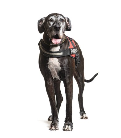 Foto de Viejo Gran Danés gris usando un arnés de perro, aislado en blanco - Imagen libre de derechos